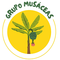 grupo-musaceas